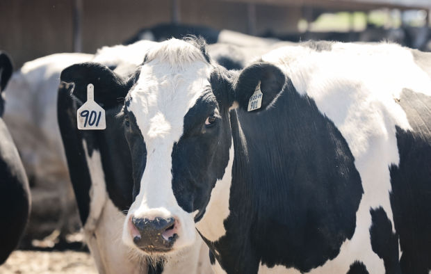 Some like it raw: Unpasteurized milk has valley following but no legal suppliers here